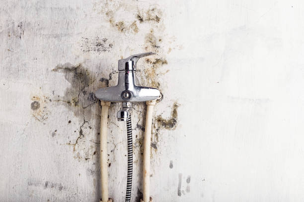 Best Residential Mold Removal  in Sterlington, LA