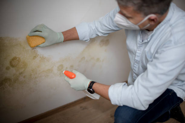 Mold Removal and Inspection in Sterlington, LA