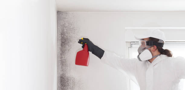 Trusted Sterlington, LA Mold Removal Experts